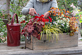 Flower box with purple bells 'Cinnamon Glaze', 'Red Fury', primula 'Spring Bouquet', gold lacquer 'Winter Charme', 'Winter Flame', horned violets 'Blue Moon', Acorus 'Ogon'