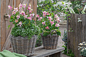 Pink-flowering columbine (Aquilegia) and star moss (Sagina subulata) in wicker baskets on the patio