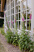 Foxgloves (digitalis) in front of white mullioned windows