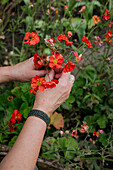 Woman holding orange-red poppies (papaver)