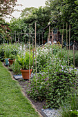 Summer garden with perennial beds, support poles and potted plants