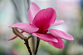 Tulpenmagnolie (Magnolia Soulangeana) 'Black Tulip', Portrait