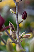 Tulpenmagnolie 'Genie' (Magnolia Soulangeana), Zweig mit Blüten