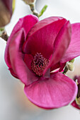 Tulip magnolia 'Genie' (Magnolia Soulangeana), flower portrait