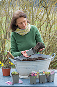 Zinc tub planted with thyme 'Coccineus', cushion soapwort and viper's bugloss (Echium)