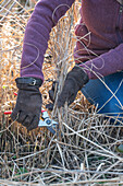 Rückschnitt im Frühling von Chinaschilf (Miscanthus)