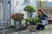 Japanese skimmia 'Rubella', 'Pabella', 'Finchy' in pots on the patio, Watering evergreen plants even in winter