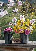 Bouquet of daffodils 'Tete a Tete', real almond blossoms, hyacinths, primroses in a vase on a wooden bench