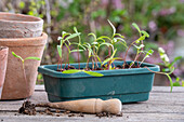 Young plants, cosmea young shoots in flower box