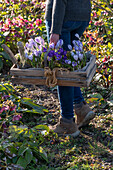 Frau trägt Kiste mit Krokuspflänzchen (Krokus) zum einpflanzen