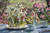 Kleine Sträußchen aus Traubenhyazinthe 'Mountain Lady', Frühlings-Knotenblume 'Gravetye Giant' und Kätzchenweide auf Terrassentisch mit Kaffeegeschirr