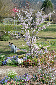 Blühende Zierkirsche 'Accolade' (Prunus subhirtella) im Blumenbeet und Hund im Garten