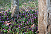 Purple deadnettle (Lamium) on forest floor