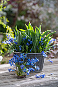 Blaustern (Scilla) in Vase und austreibende Tulpen im Topf