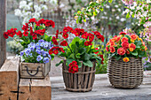 Hornveilchen (Viola Cornuta) und Primeln 'Spring Bouquet' (Primula) in Töpfen und Holzkiste auf der Terrasse
