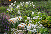 Blühender Federbuschstrauch, Schleifenblume 'Snowball', Narzissen 'Geranium', Goldlack, Lavendel im Gartenbeet