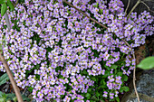 Goosecress 'Pink Gem' (Arabis) in the border