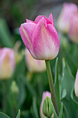 Tulpe 'Holland Chic' (Tulipa), Blütenportrait