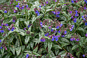 Spotted lungwort (Pulmonaria), close-up