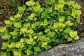 Goldoregano (Origanum vulgare) im Beet