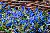 Blaustern (Scilla) blühend im Beet, close-up