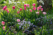 Tulip 'Holland Chic', 'Angelique', bow flower 'Amethyst' (Iberis), spotted lungwort in the border