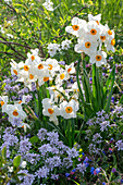 Daffodils 'Geranium' (Narcissus), bow flower 'Amethyst' (Iberis) in the garden