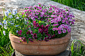 Horned violets (Viola Cornuta) and Dianthus in a flower pot on the patio