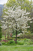 Flowering sour cherry tree 'Köröser Weichsel' (Prunus) in the garden
