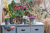 Horned violet, spring cyclamen, lentisk 'Winter Angels', grape hyacinth 'White Magic' in pots on an old chest of drawers