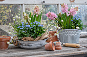 Blumenschale mit Vergissmeinnicht, Hyazinthen (Hyacinthus), Traubenhyazinthe 'Withe Magic' (Muscari) auf Holztisch im Gartenhäuschen