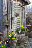 Narzissen 'Tete a Tete' (Narcissus) und 'Tete a Tete Boucle',  Hyazinthen, Traubenhyazinthe 'White Magic' und Primeln im Weidenkorb auf der Terrasse neben Hahnfigur