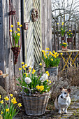 Daffodils 'Tete a Tete' (Narcissus) and 'Tete a Tete Boucle', hyacinths, grape hyacinth 'White Magic' and primroses in a wicker basket on the patio and dog