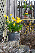 Daffodils 'Tete a Tete' (Narcissus) and 'Tete a Tete Boucle' in a metal planter on the patio