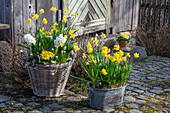Daffodils (Narcissus) 'Tete a Tete' and 'Tete a Tete Boucle', primroses, grape hyacinth 'White Magic', hyacinths in pots on the patio