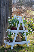 Snowdrops (Galanthus Nivalis) in pots on a tiered stand in the garden