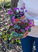 Frau trägt Frühlingsalpenveilchen (Cyclamen coum) in Töpfen in der Hand in den Garten