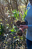 Schneeglöckchen (Galanthus Nivalis) beim Einpflanzen in den Garten