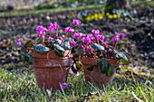 Frühlingsalpenveilchen (Cyclamen coum) in Tontöpfen auf der Wiese stehend