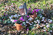 Frühlingsalpenveilchen (Cyclamen coum) in Töpfen und im Beet