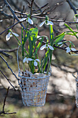 Snowdrop (Galanthus Nivalis) in wire basket wrapped in birch bark, hanging from tree