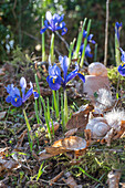 Dwarf iris 'Harmony' (Iris Reticulata), feathers and snail shells in the garden