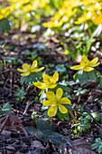 Winter aconites (Eranthis hyemalis) in the garden, portrait