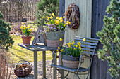 Narzissen 'Tete a Tete' (Narcissus) und Windröschen (Anemone blanda) in Körben auf der Terrasse