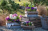 Crocus 'Pickwick' (Crocus), snowdrops (Galanthus nivalis) and hyacinths (Hyacinthus) in pots in a wooden boxes on the patio