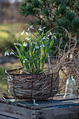 Snowdrops (Galanthus nivalis) in a flower pot on the patio