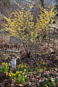 Narzissen (Narcissus) 'Tete a Tete', Zaubernuss (Hamamelis) und Winterlinge (Eranthis Hyemalis) zwischen Herbstlaub im Garten mit Hund