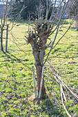 Weide (Salix) im Frühling schneiden