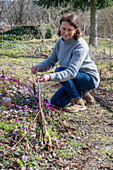 Weaving your own border from willow branches, cyclamen (Cyclamen coum) in the garden bed