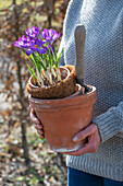 Woman carrying flower pots with crocus (Crocus) for planting and tools